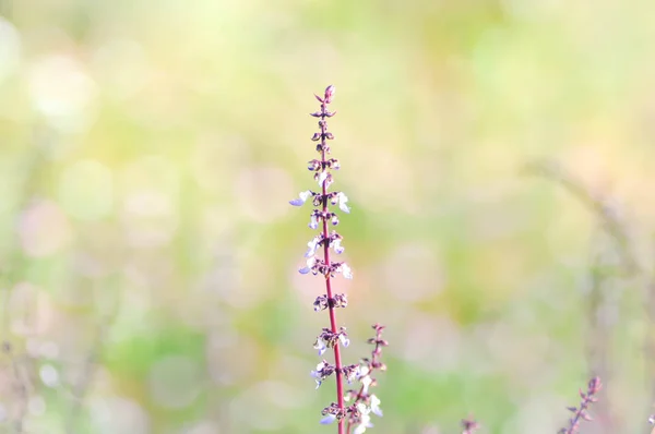 Boyalı ısırgan, Solenostemon scutellarioides — Stok fotoğraf