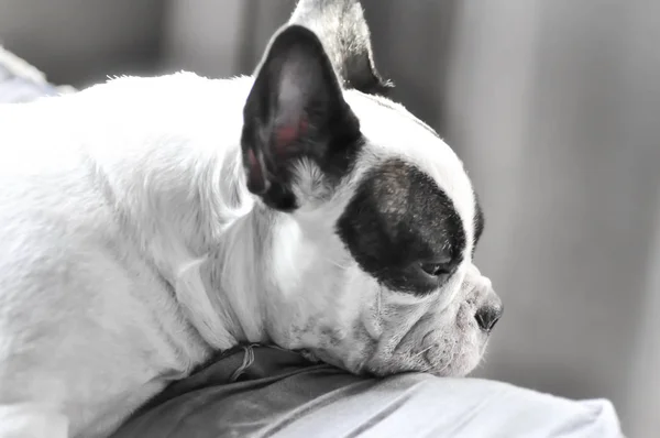 Sömnig fransk bulldog — Stockfoto