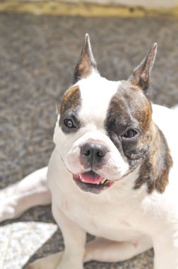 Fransız buldozer ya da köpek yere güneşlenmek