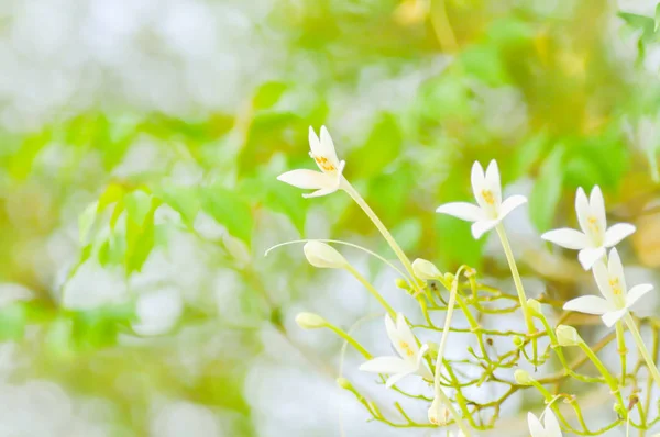 Millingtonia hortensis 花 — 图库照片
