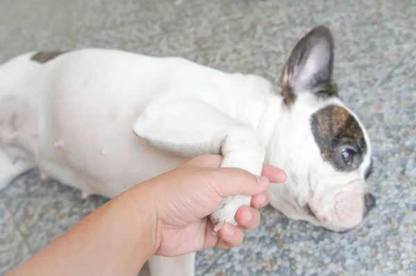Krotký pes, ruku nahoru pes — Stock fotografie