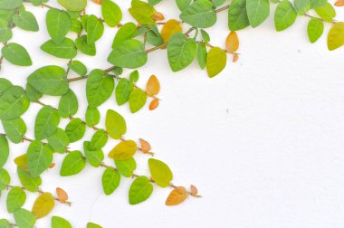 Ficus Pumila bitkisi