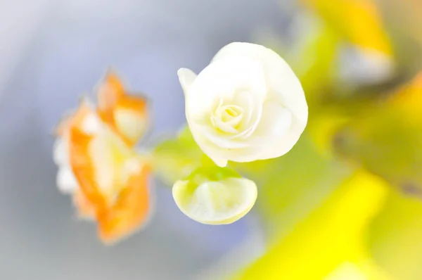 Begoniaceae or Begonia — Stock Photo, Image