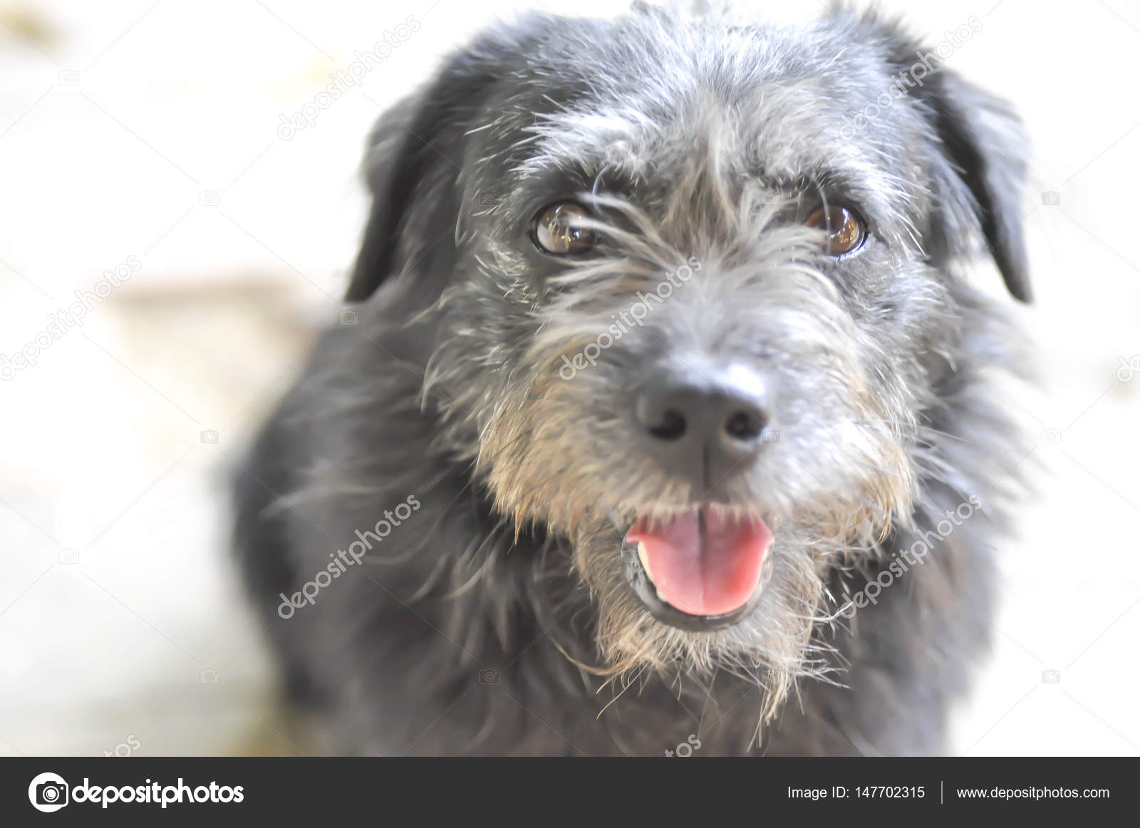 Cane Randagio O Cane Meticcio Foto Stock Jobrestful 147702315