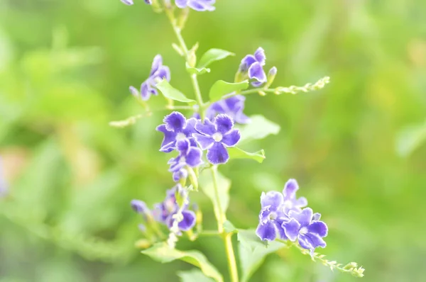Duranta erecta 꽃 — 스톡 사진