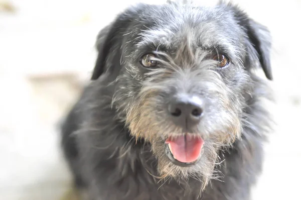 Sokak köpeği veya melez köpek — Stok fotoğraf