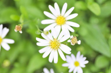 Beyaz papatya çiçeği 