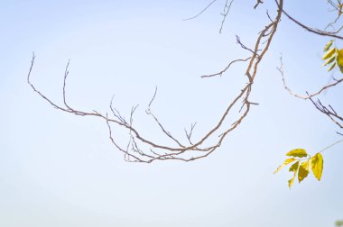 tree and sky background