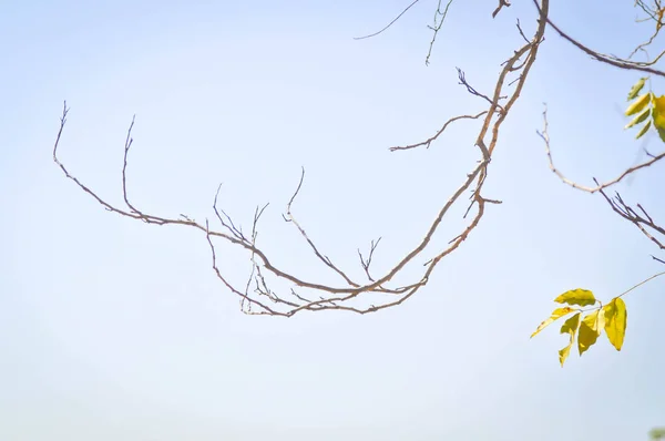 Árbol y cielo fondo — Foto de Stock