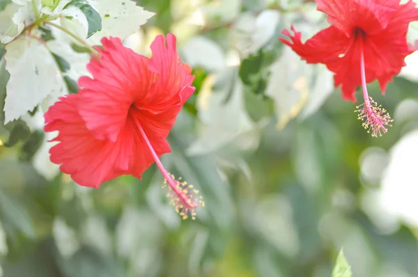 花园里的红芙蓉花 — 图库照片