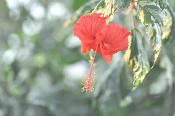 Red Hibiscus flower in the garden — Stock Photo, Image