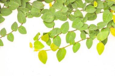 Tridax procumbens, Coatbuttons veya Meksika daisy