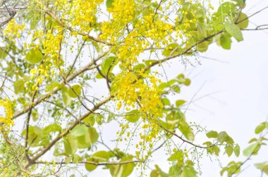 Altın duş, Cassia Fistül