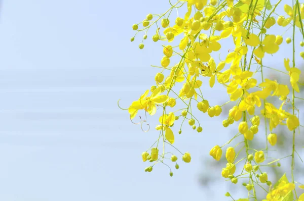 Gyllene dusch, Cassia fistel eller pudding pipe träd — Stockfoto