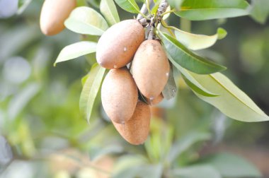 Manilkara zapota, Mimusops veya Sapodilla