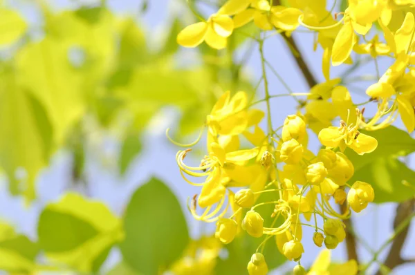 Chuveiro dourado, fístula de Cássia ou tubo de pudim — Fotografia de Stock