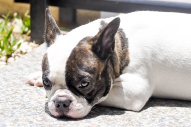 uykulu Fransız buldozer