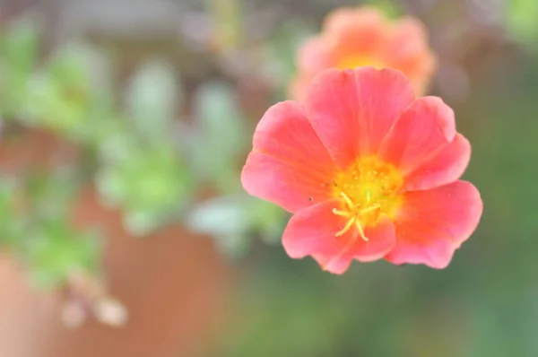 Portulaca oleracea, pussley o rosa mosa —  Fotos de Stock