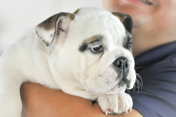 Bulldog e um homem — Fotografia de Stock