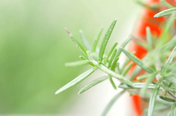 Rosemary tanaman dalam pot — Stok Foto