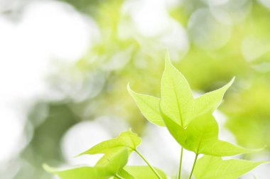 yeşil yaprak ve gökyüzü