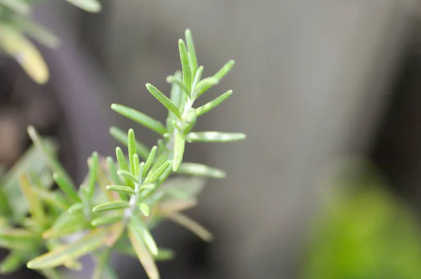 로즈 메리 식물, 로즈마리 — 스톡 사진