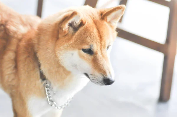 Shiba ou shiba inu cão — Fotografia de Stock