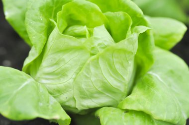 ekmeğiiçine marul veya baş marul