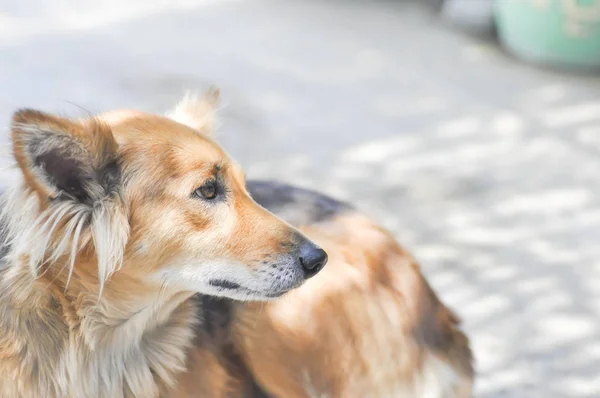 Perro callejero o perro mestizo — Foto de Stock