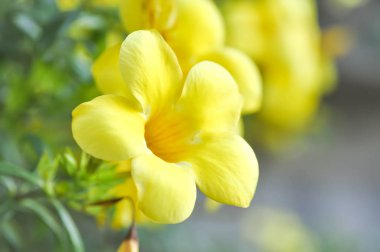 Allamanda cathartica veya Allamanda çiçek