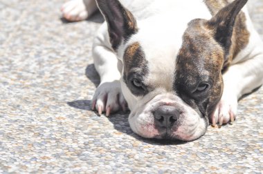 Fransız buldozer yere yat