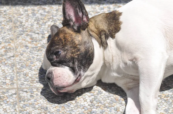 Tumbarse bulldog francés en el suelo — Foto de Stock