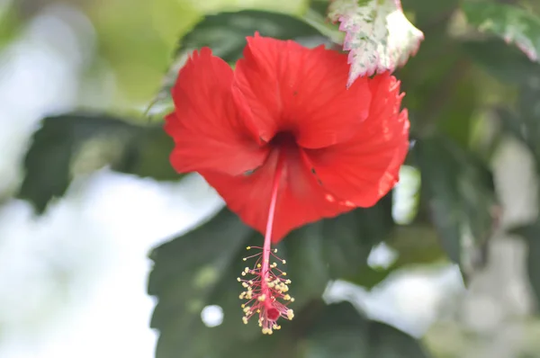 Chinese rose or Hibiscus — Stock Photo, Image