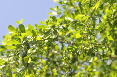 Terminalia ivorensis Chev. veya Terminalia ivorensis 