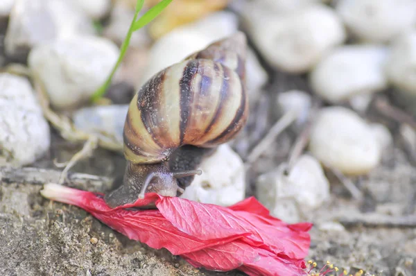 蜗牛在落花 — 图库照片