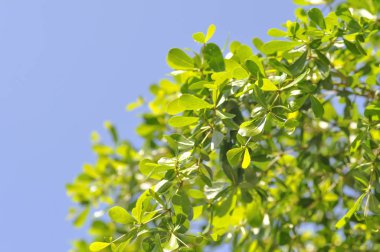 Terminalia ivorensis Chev. , Terminalia ivorensis 