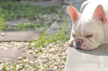 Fransız buldozer veya uyuyan köpek aşağı yalan