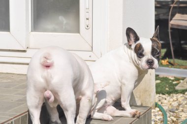 iki Fransız buldog köpeği 