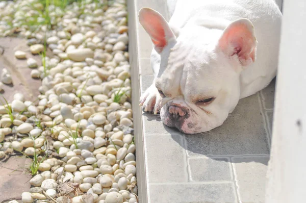 Lehněte si buldočka, spící pes — Stock fotografie