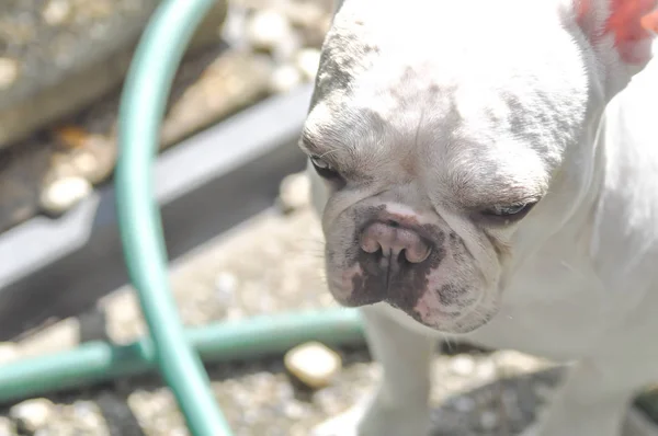 Bulldog francese unawate sul pavimento — Foto Stock