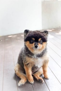 Pomeranian köpek oturmak yerde