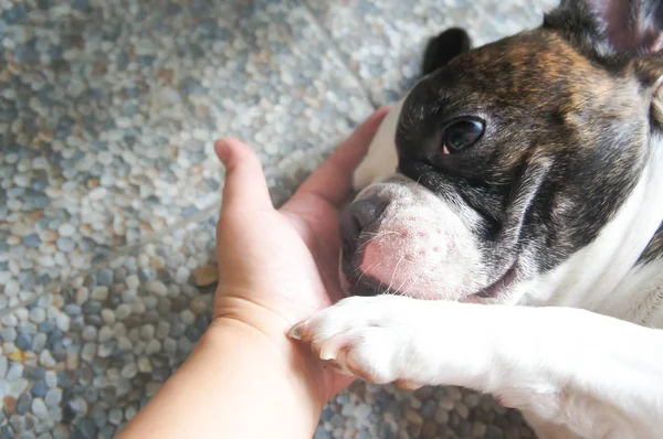 Cão manso ou cão sonolento — Fotografia de Stock