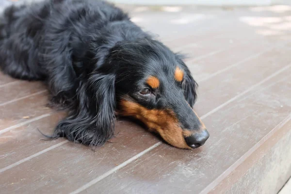 yerdeki uykulu Dachshund Köpek