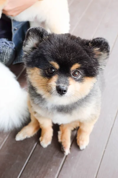 Perro pomerano sentado —  Fotos de Stock