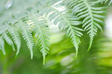 Fern, altın Moss veya zincir Fern 