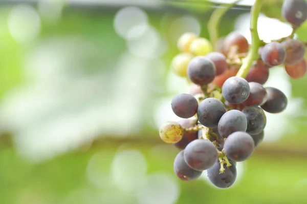 Druiven plant in de boomgaard — Stockfoto
