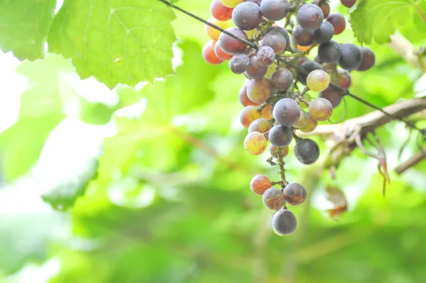 Grape plant in the orchard — Stock Photo, Image