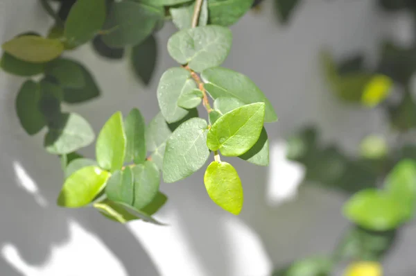 Planta Tridax procumbens o trepadora — Foto de Stock