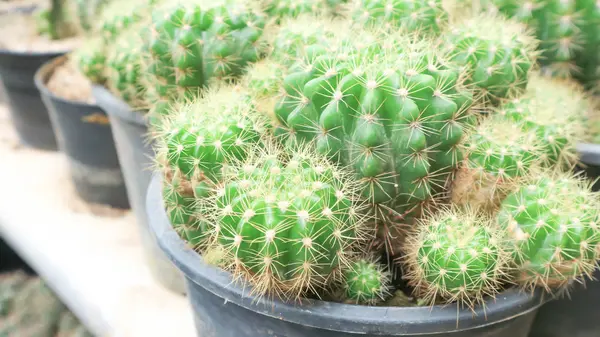 Cactus in the flowerpot — Stock Photo, Image