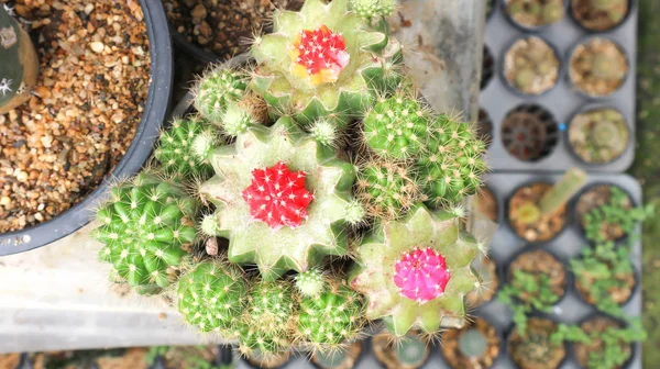 Cactus in the flowerpot — Stock Photo, Image